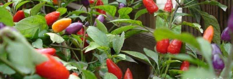 七彩椒怎么种植好？种植时间与技巧